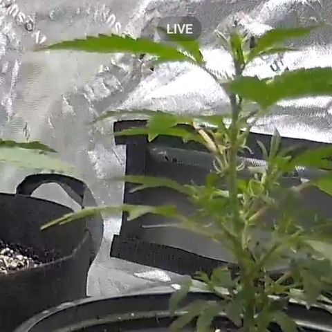 Wedding Cake x Bubba BX growlog photo: No water needed. 