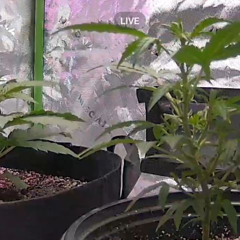 Wedding Cake x Bubba BX growlog photo: Just looking at plant 
