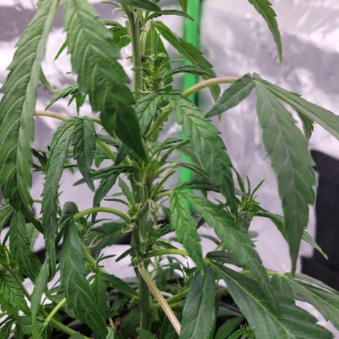 Wedding Cake x Bubba BX growlog photo: Pictures 