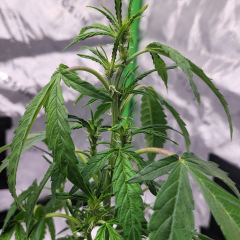 Wedding Cake x Bubba BX growlog photo: Pictures 