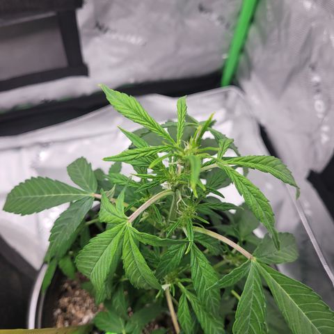 Wedding Cake x Bubba BX growlog photo: Pictures 