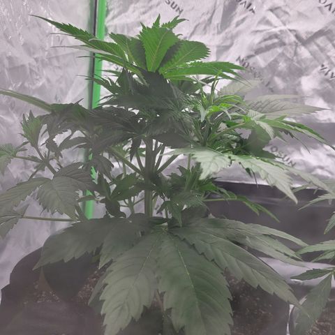 Wedding Cake x Bubba BX growlog photo: Pictures...no notes.