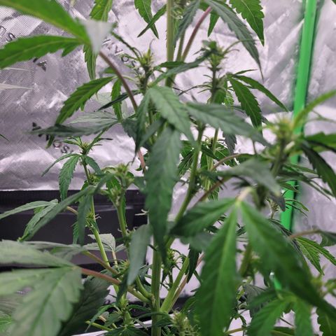 Wedding Cake x Bubba BX growlog photo: Pictures...no notes.