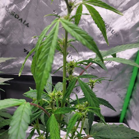 Wedding Cake x Bubba BX growlog photo: Pictures...no notes.