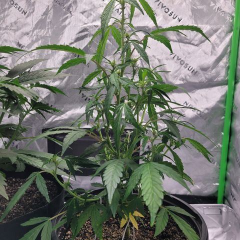 Wedding Cake x Bubba BX growlog photo: Pictures...no notes.