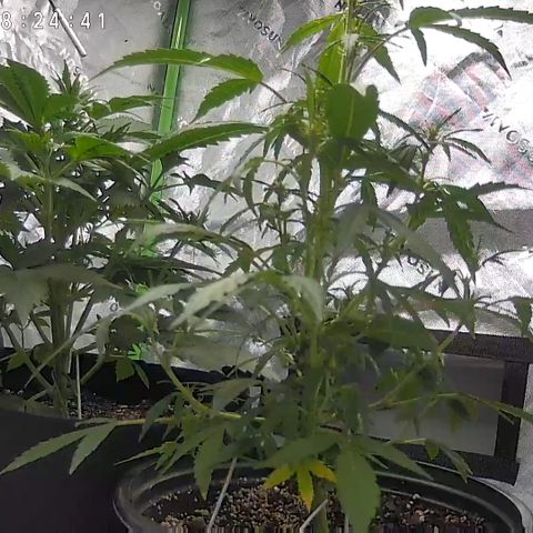 Wedding Cake x Bubba BX growlog photo: Pictures...no notes.