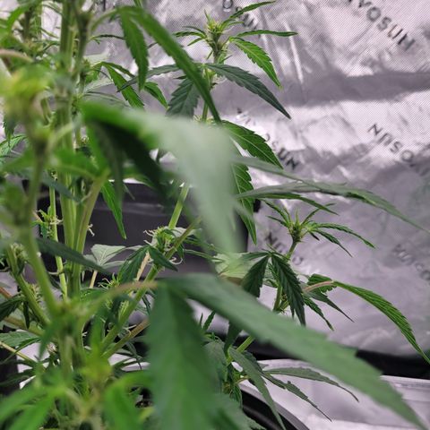 Wedding Cake x Bubba BX growlog photo: Pictures...no notes.