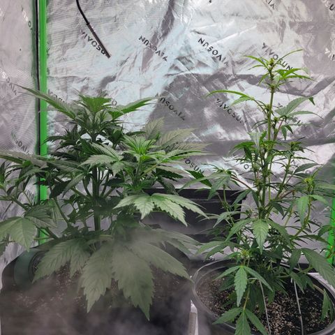 Wedding Cake x Bubba BX growlog photo: Pictures 