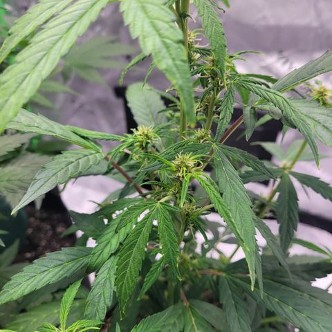 Wedding Cake x Bubba BX growlog photo: Picture 