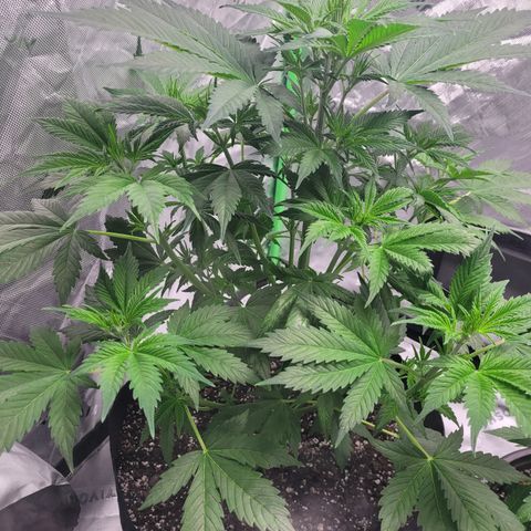 Wedding Cake x Bubba BX growlog photo: Picture 