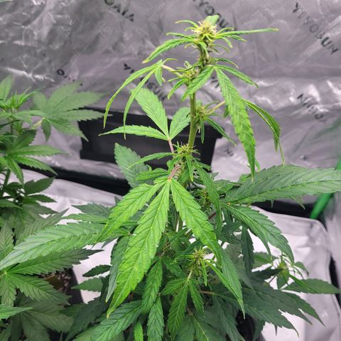 Wedding Cake x Bubba BX growlog photo: Picture 