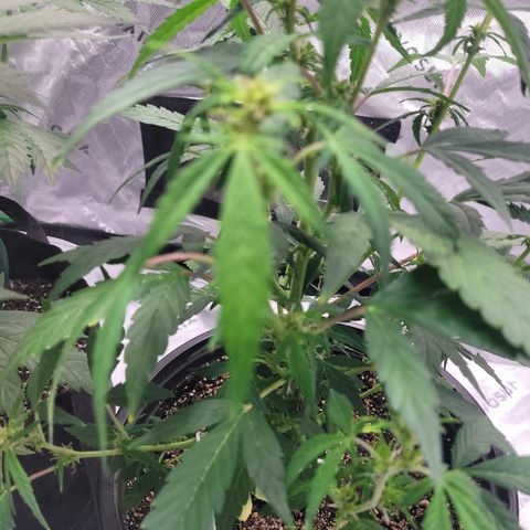Wedding Cake x Bubba BX growlog photo: Picture 