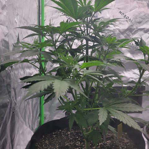 Wedding Cake x Bubba BX growlog photo: Picture 