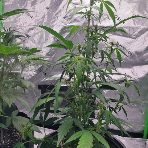 Wedding Cake x Bubba BX growlog photo: Picture 