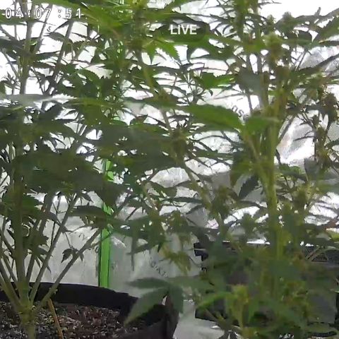 Wedding Cake x Bubba BX growlog photo: Photo of both plants 