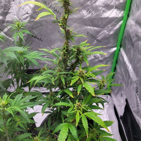 Wedding Cake x Bubba BX growlog photo: Pics.