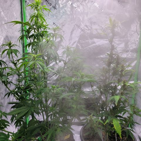 Wedding Cake x Bubba BX growlog photo: Pics.