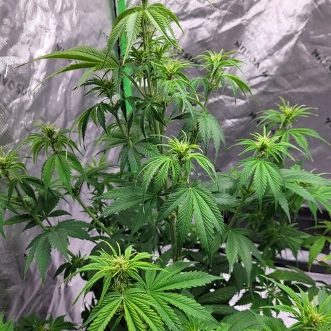 Wedding Cake x Bubba BX growlog photo: Pics.