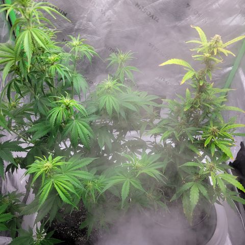 Wedding Cake x Bubba BX growlog photo: Pics.