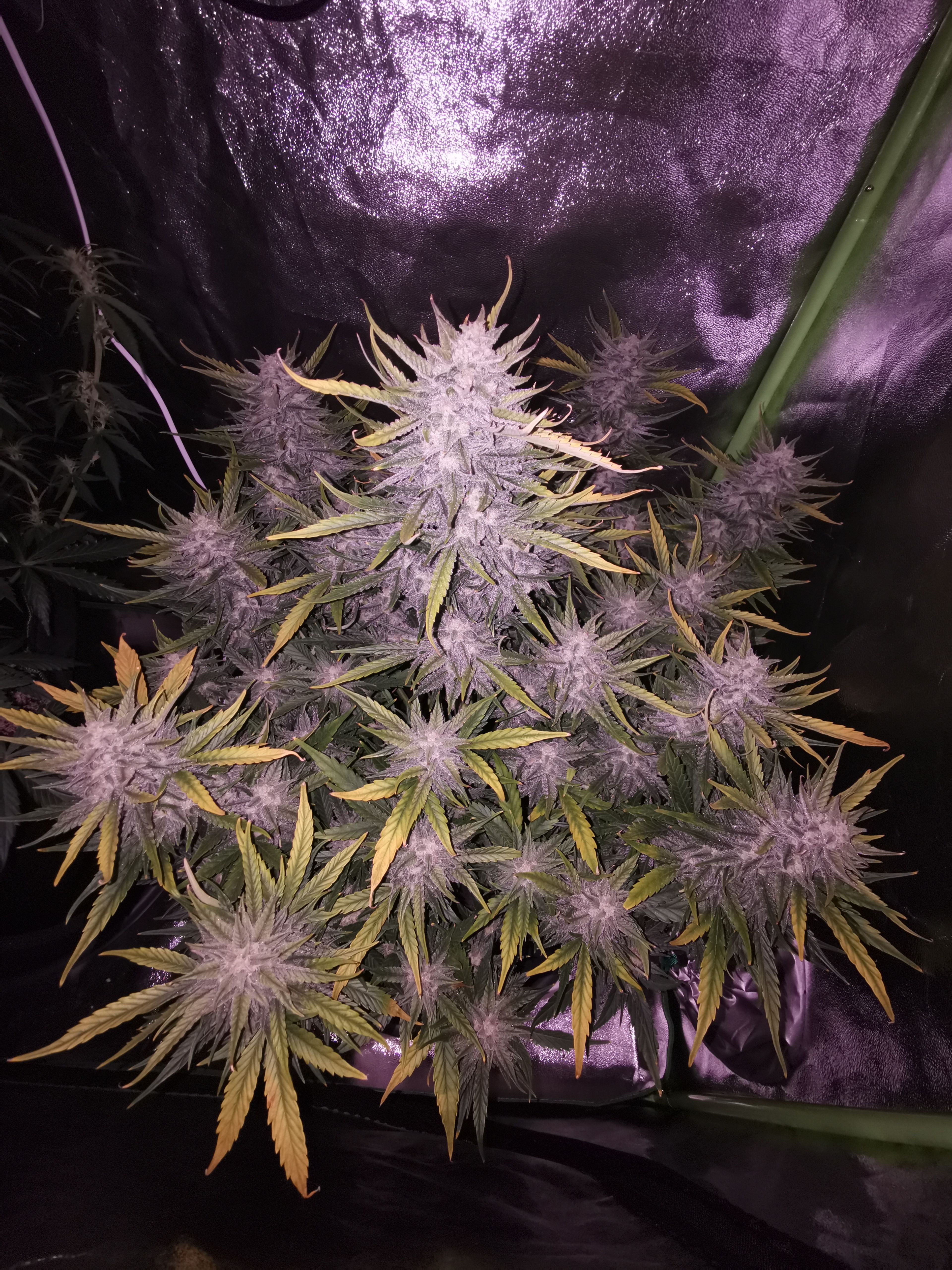 Auto Cinderella Jack growlog header