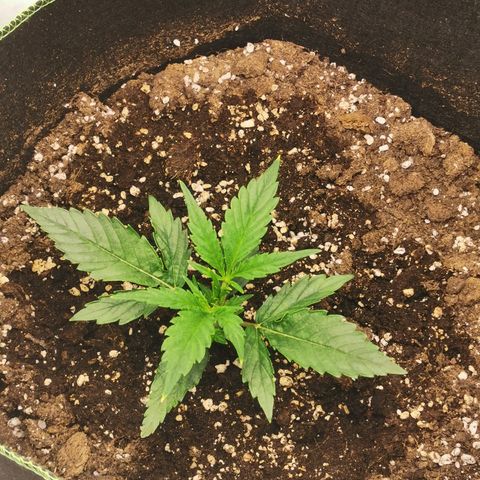 Auto Cinderella Jack growlog photo