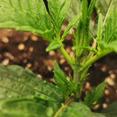 Auto Cinderella Jack growlog photo