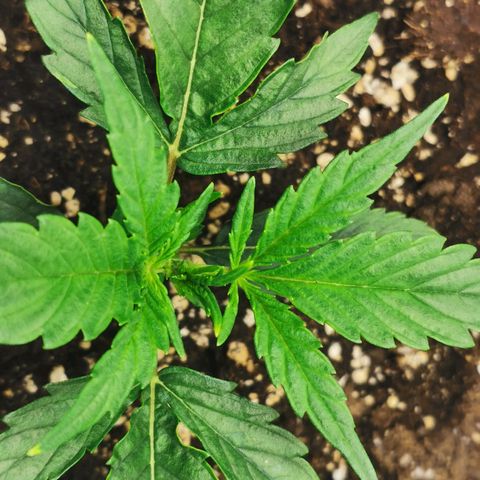 Auto Cinderella Jack growlog photo