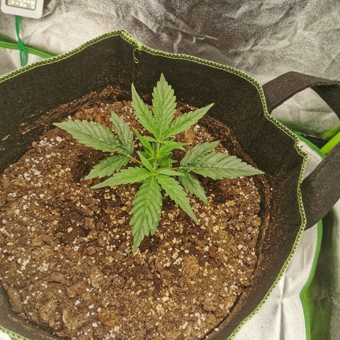 Auto Cinderella Jack growlog photo