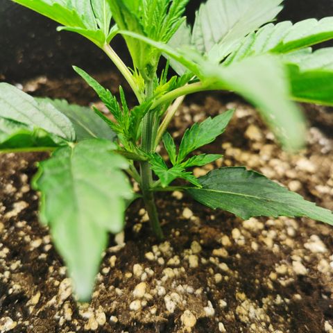 Auto Cinderella Jack growlog photo