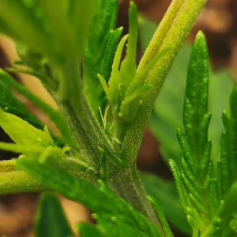Auto Cinderella Jack growlog timeline photo