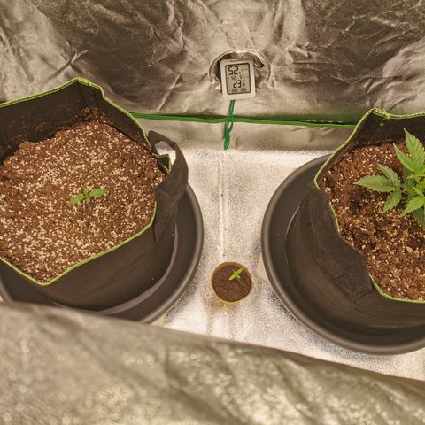 Auto Cinderella Jack growlog timeline photo