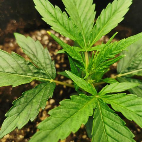 Auto Cinderella Jack growlog timeline photo