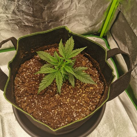 Auto Cinderella Jack growlog timeline photo
