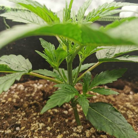 Auto Cinderella Jack growlog timeline photo