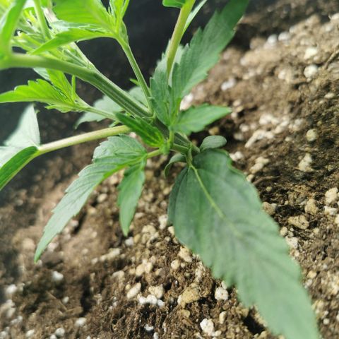 Auto Cinderella Jack growlog timeline photo