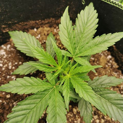 Auto Cinderella Jack growlog timeline photo