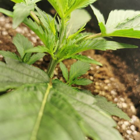 Auto Cinderella Jack growlog timeline photo