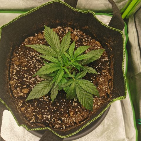 Auto Cinderella Jack growlog timeline photo