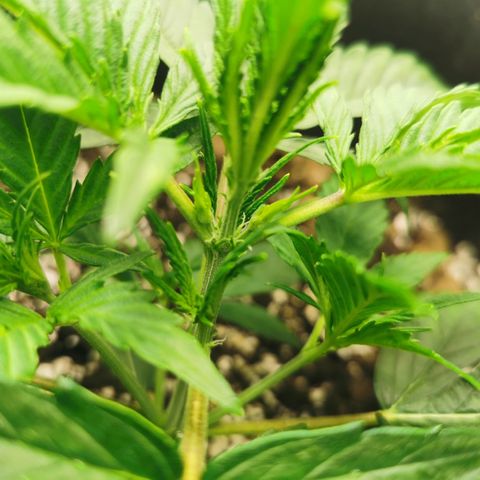 Auto Cinderella Jack growlog timeline photo
