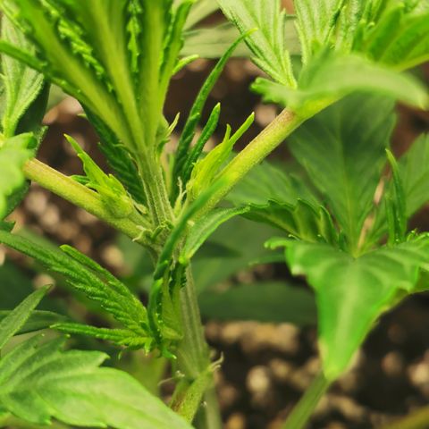 Auto Cinderella Jack growlog timeline photo