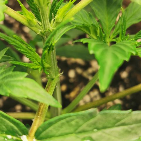 Auto Cinderella Jack growlog timeline photo