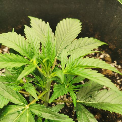 Auto Cinderella Jack growlog timeline photo