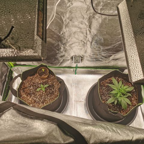 Auto Cinderella Jack growlog timeline photo