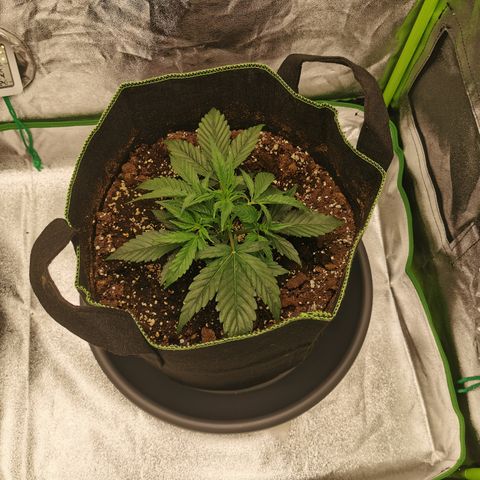 Auto Cinderella Jack growlog timeline photo
