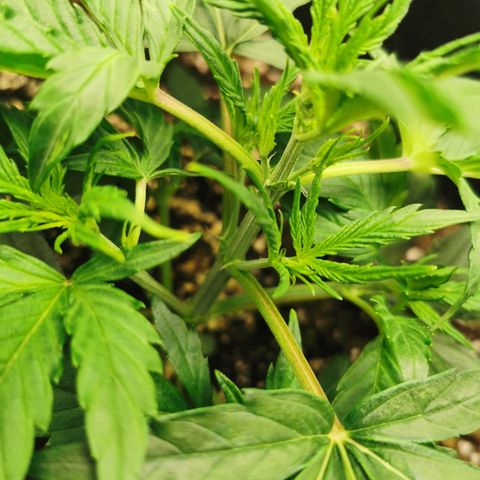 Auto Cinderella Jack growlog timeline photo