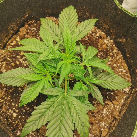 Auto Cinderella Jack growlog timeline photo