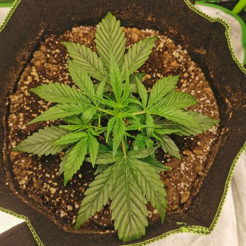 Auto Cinderella Jack growlog timeline photo