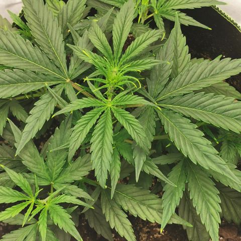 Auto Cinderella Jack growlog photo: Leaf tuck