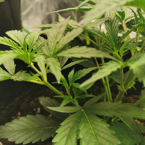 Auto Cinderella Jack growlog photo: Leaf tuck