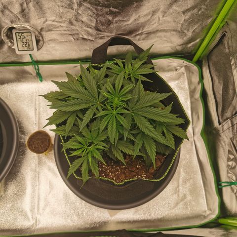 Auto Cinderella Jack growlog photo: Leaf tuck